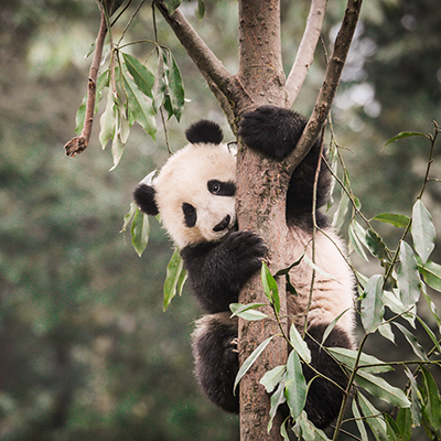 Conservation Under the Pandas Umbrella